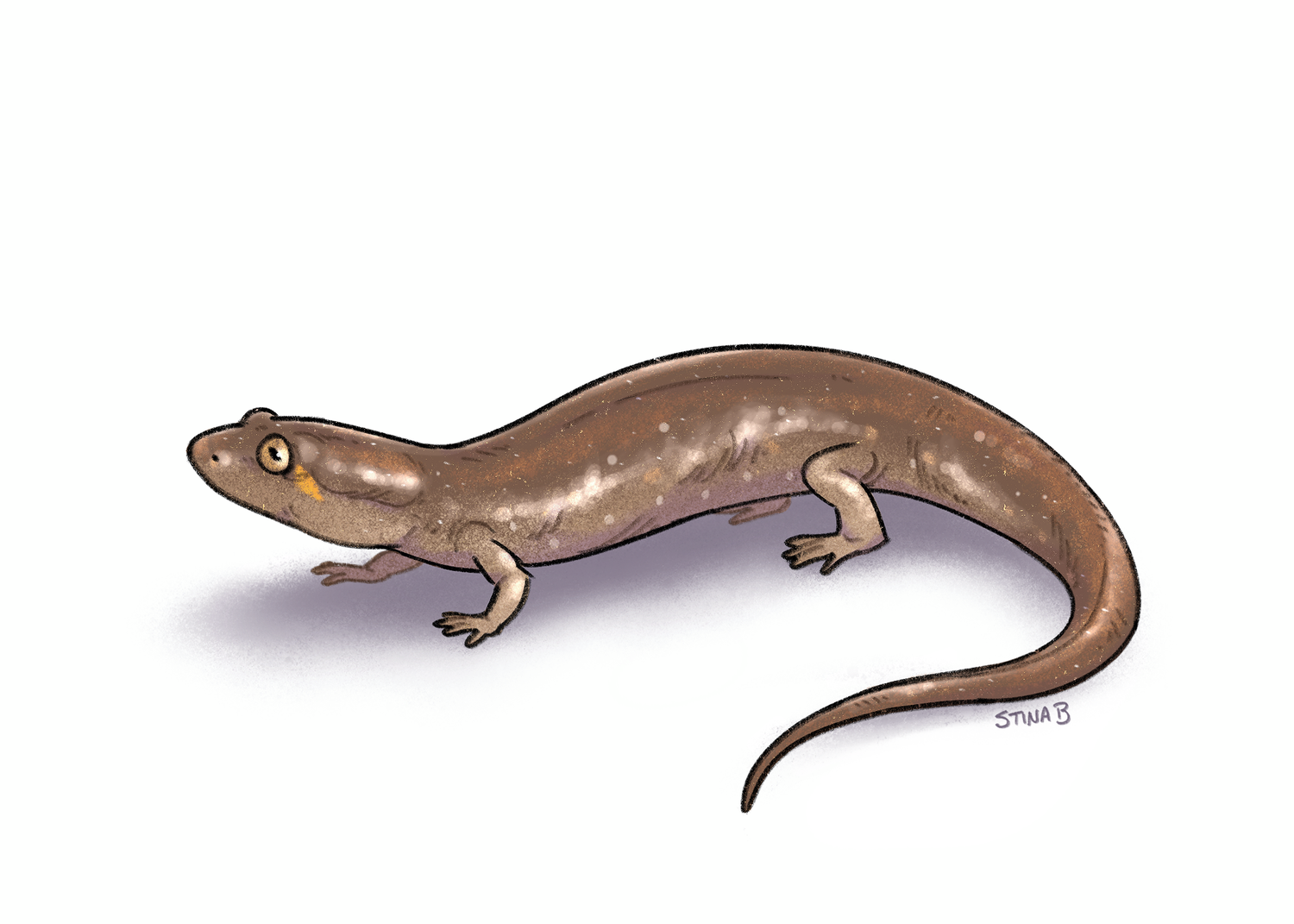 Desmognathus pascagoula illustration
