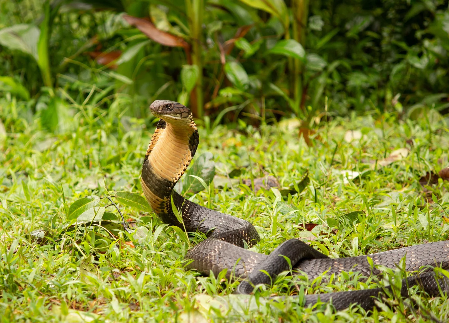 King cobra