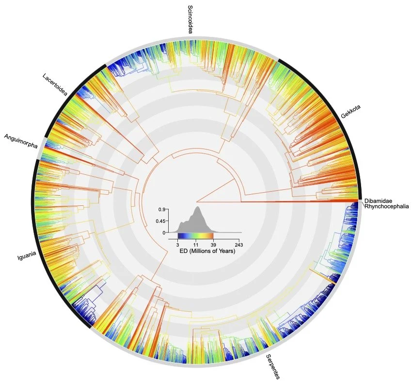Squamate phylogenetic tree