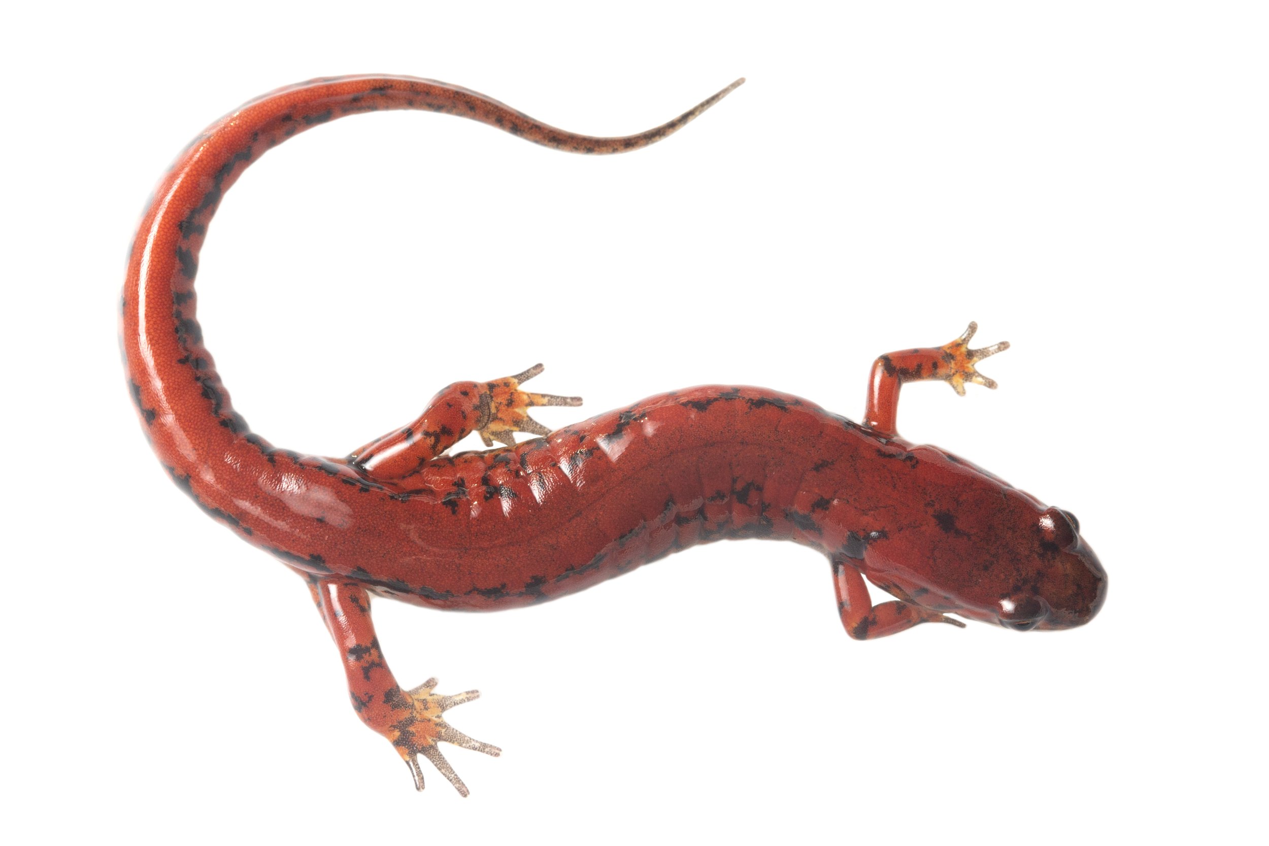 Desmognathus